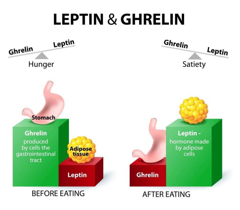 Leptin & Grehlin